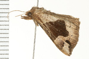  ( - PPBP-0573)  @12 [ ] CreativeCommons - Attribution (2008) CBG Photography Group Centre for Biodiversity Genomics