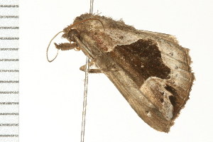  ( - PPBP-0574)  @12 [ ] CreativeCommons - Attribution (2008) CBG Photography Group Centre for Biodiversity Genomics