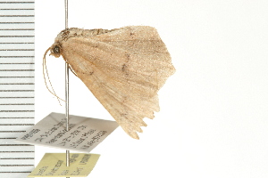  ( - PPBP-0850)  @12 [ ] CreativeCommons - Attribution (2008) CBG Photography Group Centre for Biodiversity Genomics