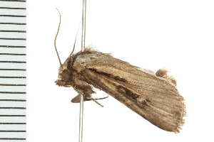  ( - PPBP-1213)  @12 [ ] CreativeCommons - Attribution (2008) CBG Photography Group Centre for Biodiversity Genomics