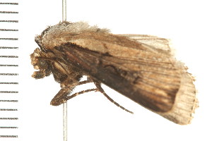  ( - PPBP-1215)  @12 [ ] CreativeCommons - Attribution (2008) CBG Photography Group Centre for Biodiversity Genomics