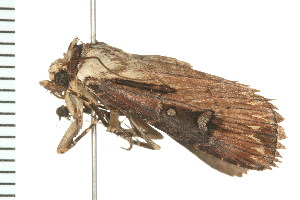  ( - PPBP-1217)  @12 [ ] CreativeCommons - Attribution (2008) CBG Photography Group Centre for Biodiversity Genomics