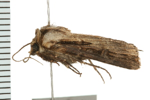  ( - PPBP-1338)  @12 [ ] CreativeCommons - Attribution (2008) CBG Photography Group Centre for Biodiversity Genomics