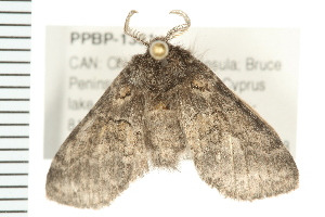  ( - PPBP-1381)  @13 [ ] CreativeCommons - Attribution (2008) CBG Photography Group Centre for Biodiversity Genomics