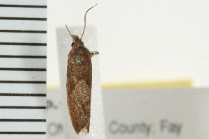  ( - PPBP-1724)  @12 [ ] CreativeCommons - Attribution (2008) CBG Photography Group Centre for Biodiversity Genomics