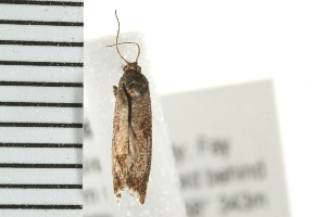  ( - PPBP-1726)  @12 [ ] CreativeCommons - Attribution (2008) CBG Photography Group Centre for Biodiversity Genomics