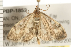  ( - PPBP-1852)  @13 [ ] CreativeCommons - Attribution (2008) CBG Photography Group Centre for Biodiversity Genomics