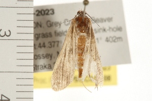  ( - PPBP-2023)  @12 [ ] CreativeCommons - Attribution (2008) CBG Photography Group Centre for Biodiversity Genomics