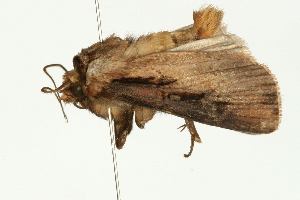  ( - 08BBLEP-00111)  @12 [ ] CreativeCommons - Attribution (2009) CBG Photography Group Centre for Biodiversity Genomics