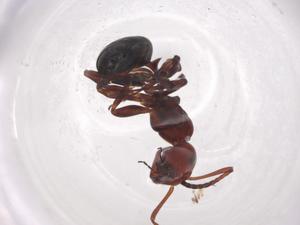  (Camponotus lateralis - CBG-A00420-C01)  @11 [ ] CreativeCommons - Attribution Share - Alike (2023) Centre for Biodiversity Genomics Centre for Biodiversity Genomics