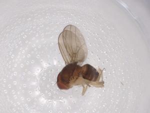  (Hirtodrosophila subflavohalterata affinis 5 - CBG-A00433-C07)  @11 [ ] CreativeCommons - Attribution Share - Alike (2023) Centre for Biodiversity Genomics Centre for Biodiversity Genomics