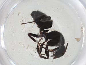  ( - CBG-A00479-G08)  @11 [ ] CreativeCommons - Attribution Share - Alike (2023) Centre for Biodiversity Genomics Centre for Biodiversity Genomics