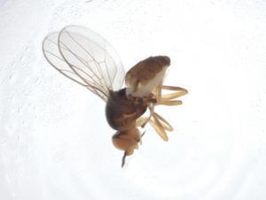  (Melanochaeta pubescens - CBG-A12948-F01)  @11 [ ] CreativeCommons - Attribution Share - Alike (2023) Centre for Biodiversity Genomics Centre for Biodiversity Genomics