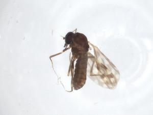  (Culicoides hortensis - CBG-A12948-H06)  @11 [ ] CreativeCommons - Attribution Share - Alike (2023) Centre for Biodiversity Genomics Centre for Biodiversity Genomics