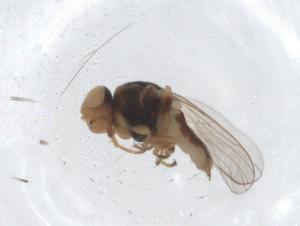  ( - CBG-A12951-G08)  @11 [ ] CreativeCommons - Attribution Share - Alike (2023) Centre for Biodiversity Genomics Centre for Biodiversity Genomics