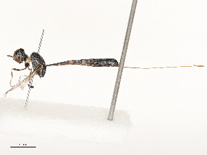  ( - CBG-A59520-G10)  @11 [ ] CreativeCommons - Attribution Share - Alike (2025) CBG Photography Group Centre for Biodiversity Genomics