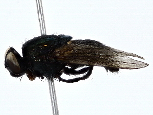  ( - BIOUG79407-C09)  @11 [ ] CreativeCommons - Attribution (2022) CBG Photography Group Centre for Biodiversity Genomics