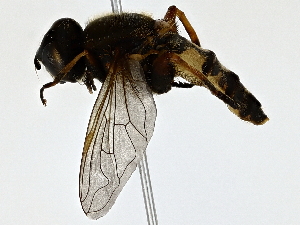  ( - BIOUG79401-H07)  @11 [ ] CreativeCommons - Attribution (2022) CBG Photography Group Centre for Biodiversity Genomics