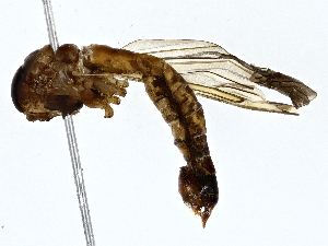  ( - BIOUG79408-B08)  @11 [ ] CreativeCommons - Attribution (2022) CBG Photography Group Centre for Biodiversity Genomics