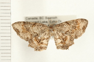  ( - PFC-2006-1149)  @13 [ ] CreativeCommons - Attribution (2008) CBG Photography Group Centre for Biodiversity Genomics