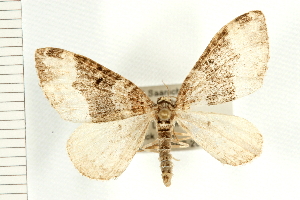  ( - PFC-2006-0291)  @13 [ ] CreativeCommons - Attribution (2008) CBG Photography Group Centre for Biodiversity Genomics