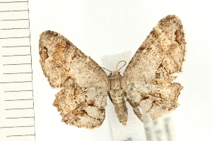  ( - PFC-2006-0344)  @13 [ ] CreativeCommons - Attribution (2008) CBG Photography Group Centre for Biodiversity Genomics