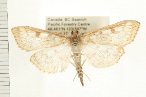  ( - PFC-2006-0599)  @14 [ ] CreativeCommons - Attribution (2008) CBG Photography Group Centre for Biodiversity Genomics