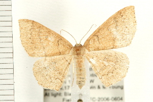  (Cyclophora dataria - PFC-2006-0604)  @14 [ ] CreativeCommons - Attribution Non-Commercial Share-Alike (2008) CBG Photography Group Centre for Biodiversity Genomics