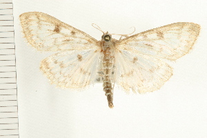  ( - PFC-2006-0802)  @14 [ ] CreativeCommons - Attribution (2008) CBG Photography Group Centre for Biodiversity Genomics