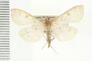  ( - PFC-2006-1620)  @14 [ ] CreativeCommons - Attribution (2009) CBG Photography Group Centre for Biodiversity Genomics