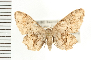  ( - PFC-2006-1910)  @13 [ ] CreativeCommons - Attribution (2009) CBG Photography Group Centre for Biodiversity Genomics