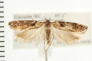  ( - PFC-2006-2409)  @13 [ ] CreativeCommons - Attribution (2009) CBG Photography Group Centre for Biodiversity Genomics