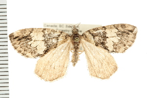  ( - PFC-2006-2464)  @13 [ ] CreativeCommons - Attribution (2009) CBG Photography Group Centre for Biodiversity Genomics