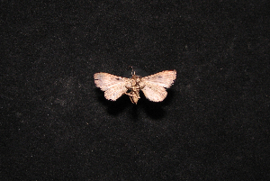  ( - MAL-00757)  @12 [ ] Unspecified (default): All Rights Reserved  Unspecified Unspecified