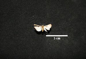  ( - MAL-00984)  @12 [ ] Unspecified (default): All Rights Reserved  Unspecified Unspecified