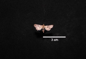  ( - MAL-00988)  @12 [ ] Unspecified (default): All Rights Reserved  Unspecified Unspecified