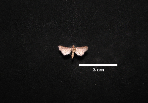  ( - MAL-00988)  @12 [ ] Unspecified (default): All Rights Reserved  Unspecified Unspecified