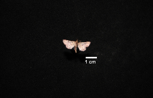  ( - MAL-00999)  @12 [ ] Unspecified (default): All Rights Reserved  Unspecified Unspecified