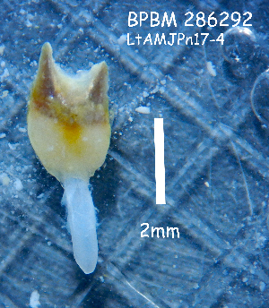  (Lyrodus takanoshimensis - PCMB51854)  @11 [ ] by-nc-nd (2024) N. Treneman Bishop Museum