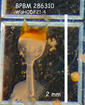  (Lyrodus medilobatus - PCMB55033)  @11 [ ] by-nc-nd (2024) N. Treneman Bishop Museum