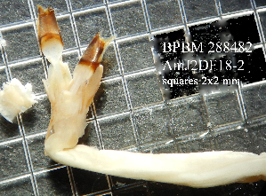  (Lyrodus mersinensis - PCMB55051)  @11 [ ] by-nc-nd (2024) N. Treneman Bishop Museum