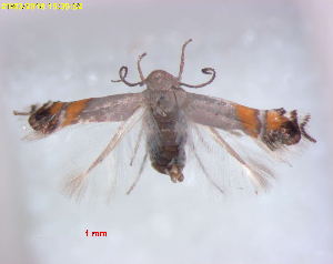  (Leucoptera AcaciaKenya - RMNH.INS.25055)  @11 [ ] CreativeCommons  Attribution Non-Commercial Share-Alike (2018) Erik J. van Nieukerken-Nauturalis Naturalis Biodiversity Center