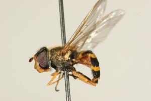  ( - 07PROBE-04506)  @13 [ ] CreativeCommons - Attribution (2010) CBG Photography Group Centre for Biodiversity Genomics