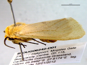  ( - BIOUG06242-D01)  @12 [ ] CreativeCommons - Attribution (2013) CBG Photography Group Centre for Biodiversity Genomics