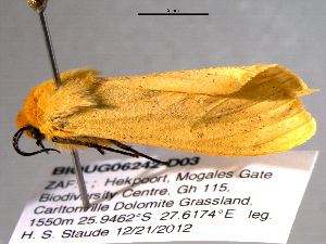  ( - BIOUG06242-D03)  @12 [ ] CreativeCommons - Attribution (2013) CBG Photography Group Centre for Biodiversity Genomics