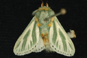  (Coenobasis albiramosa - 2005-TASER-SBP-2349)  @14 [ ] Unspecified (default): All Rights Reserved  Unspecified Unspecified