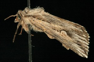  ( - 06-JKA-0223)  @12 [ ] CreativeCommons - Attribution (2010) CBG Photography Group Centre for Biodiversity Genomics