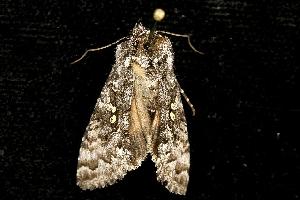  ( - 06-JKA-0784)  @12 [ ] CreativeCommons - Attribution (2010) CBG Photography Group Centre for Biodiversity Genomics