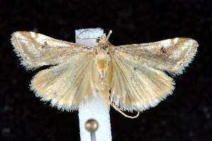  ( - K287957)  @13 [ ] CreativeCommons - Attribution Non-Commercial Share-Alike (2011) Andrew Mitchell Australian Museum