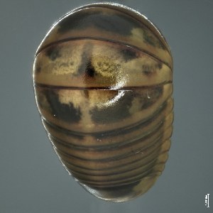 (Procyliosomatidae - BOLD-3M186OBC3)  @11 [ ] CreativeCommons  Attribution Non-Commercial No Derivatives (2018) Nigel Binks University of Waikato